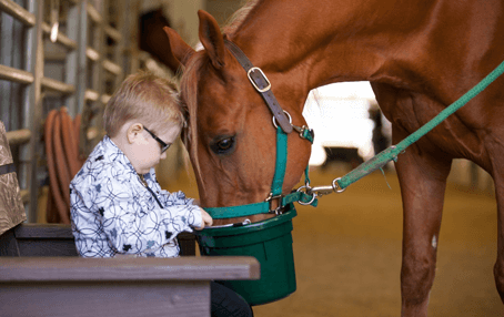 boy feeding horse