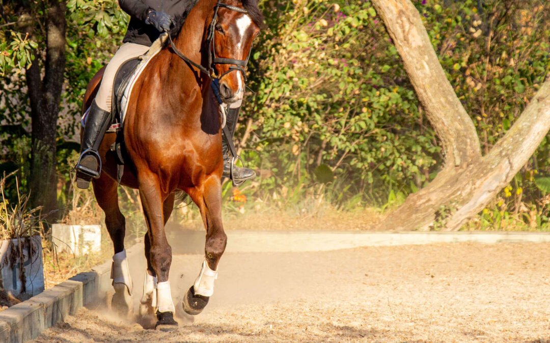 Why We School Our Horses at Second Level Dressage