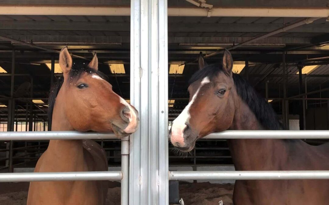 The Shea Center’s Turn-Out Team