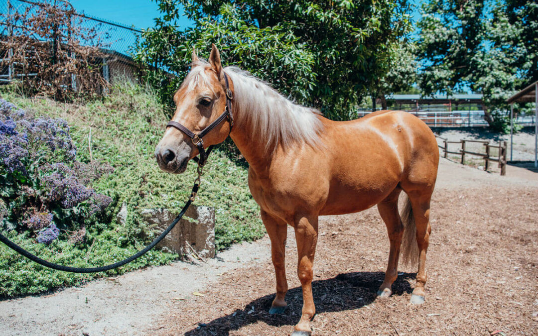 American Quarter Horses at The Shea Center