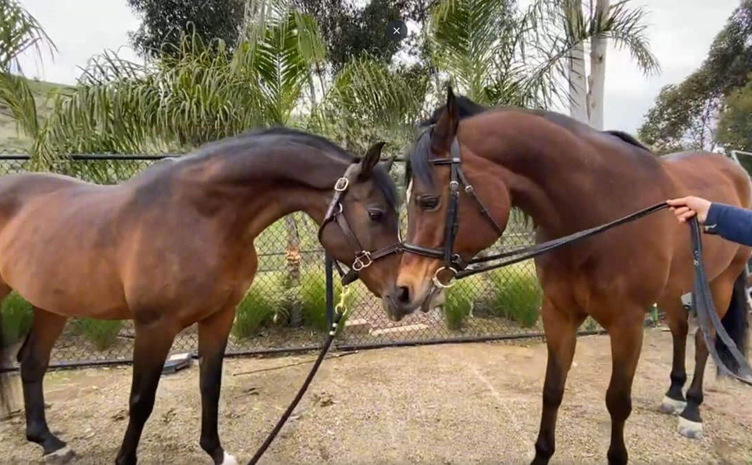 Meet Shea Center Program Horse: Auggie