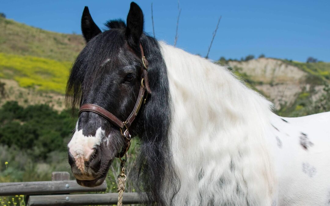 Eight Horse Breeds, Ponies, and Miniature Horses Too!