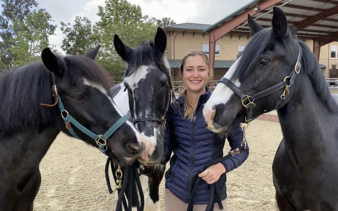 Gypsy Vanners at The Shea Center