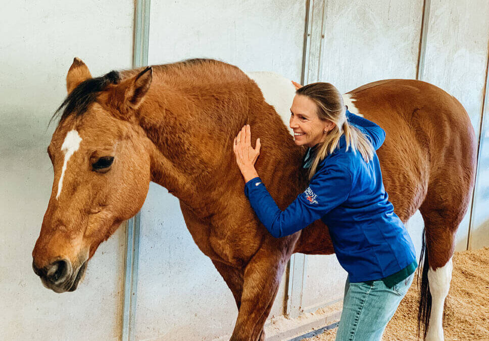 Equine Massage at The Shea Center