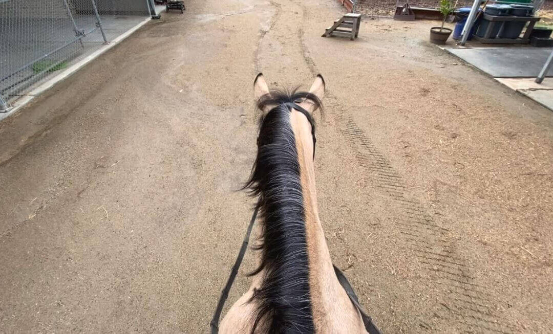 A Day in the Life of a Shea Center Horse