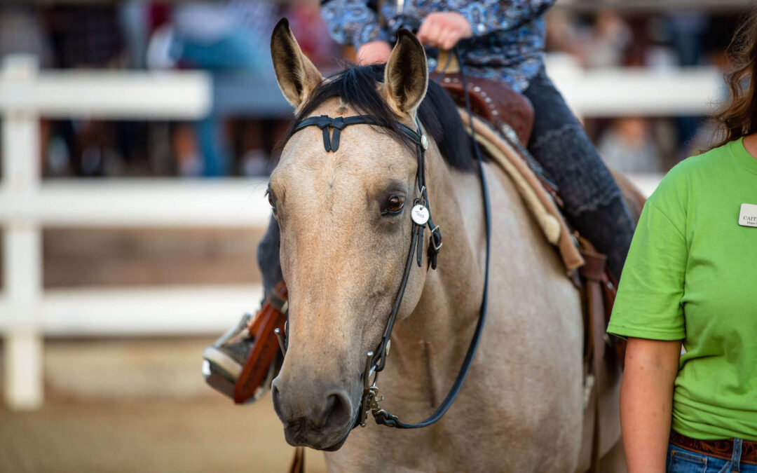 Shea Center Day In The Life: Tess The Horse