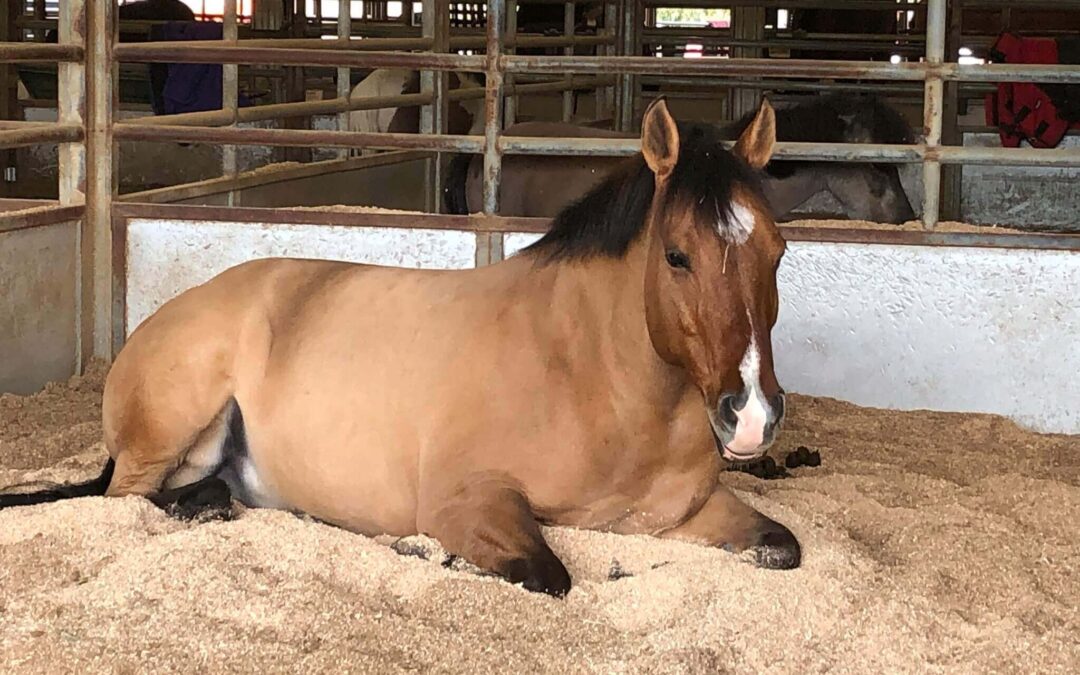 The Shea Center’s Stall Shavings