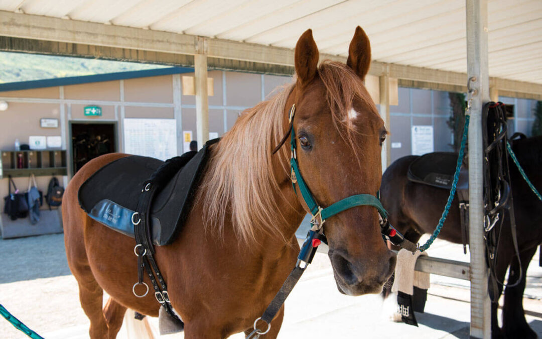 Where We Get Our Program Horses