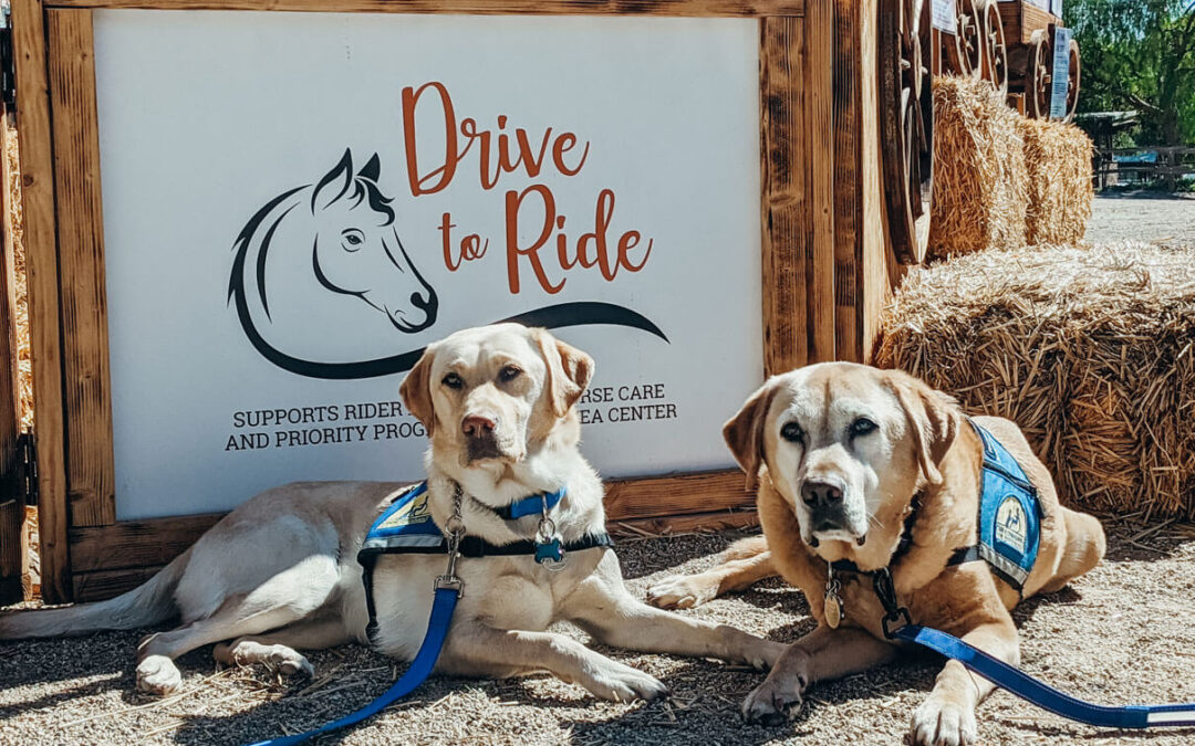 Meet Our New CCI Facility Dog: Diamond