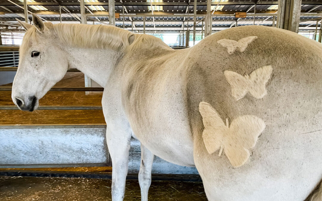 Why Our Horses Are Shaved in the Winter