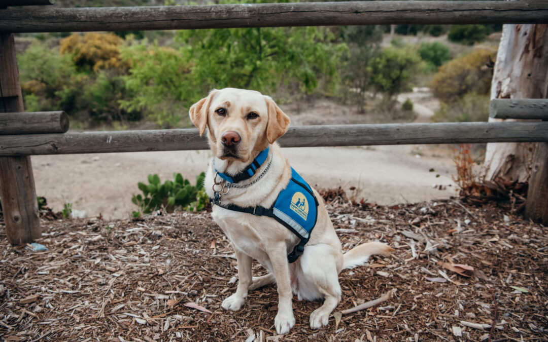 Our Facility Dog Needs Sponsorship