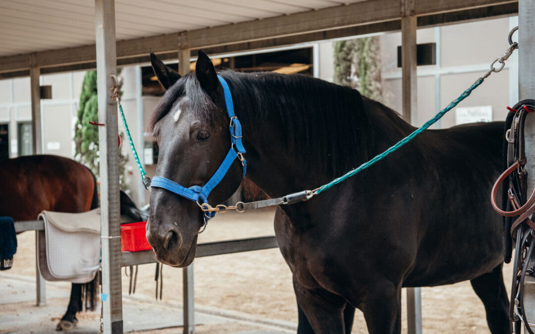 Dante – Our Equine Artist