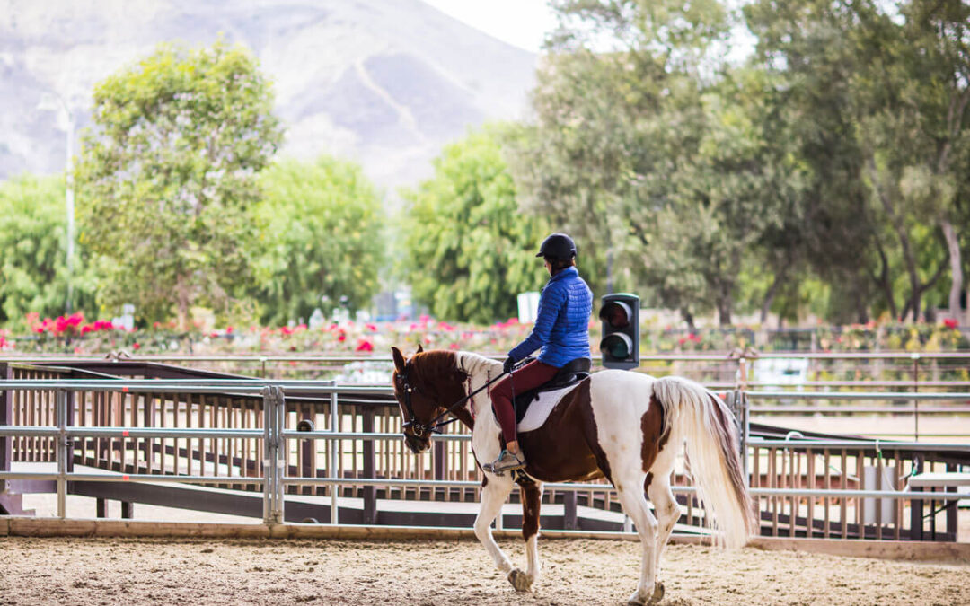 The Good Life of Our Horses – Part 2