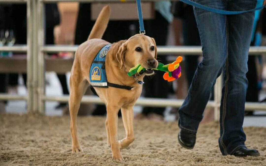 Emerson, CCI Facility Dog Celebrates 10 Years!