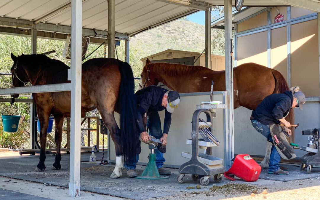 Keeping Our Horses Shod