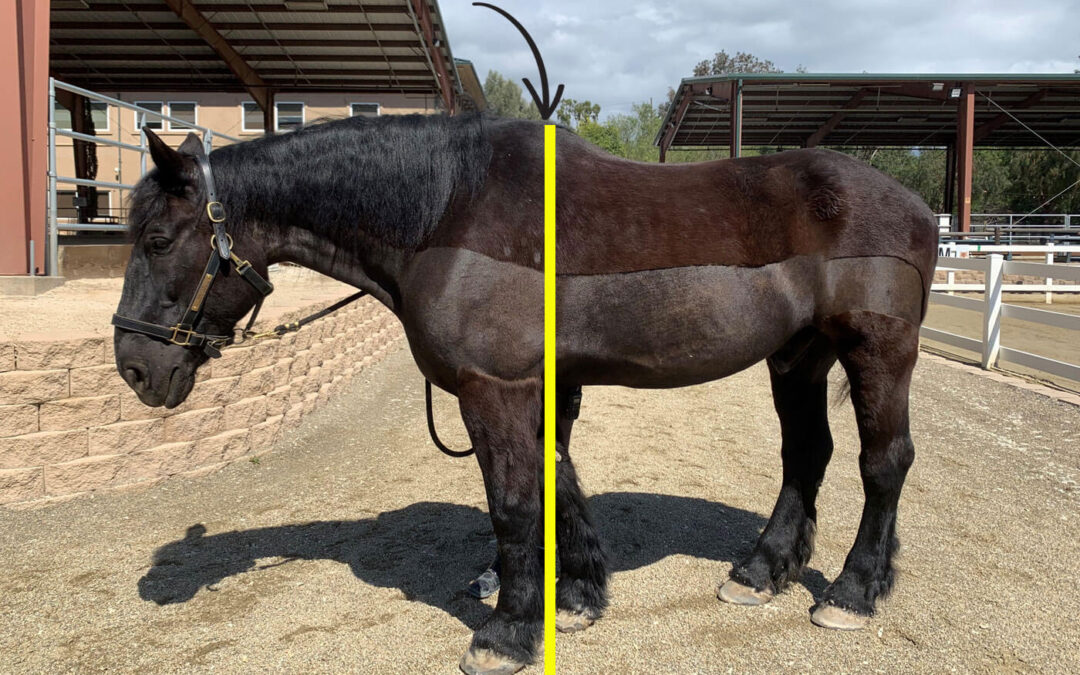 How Horses Are Measured