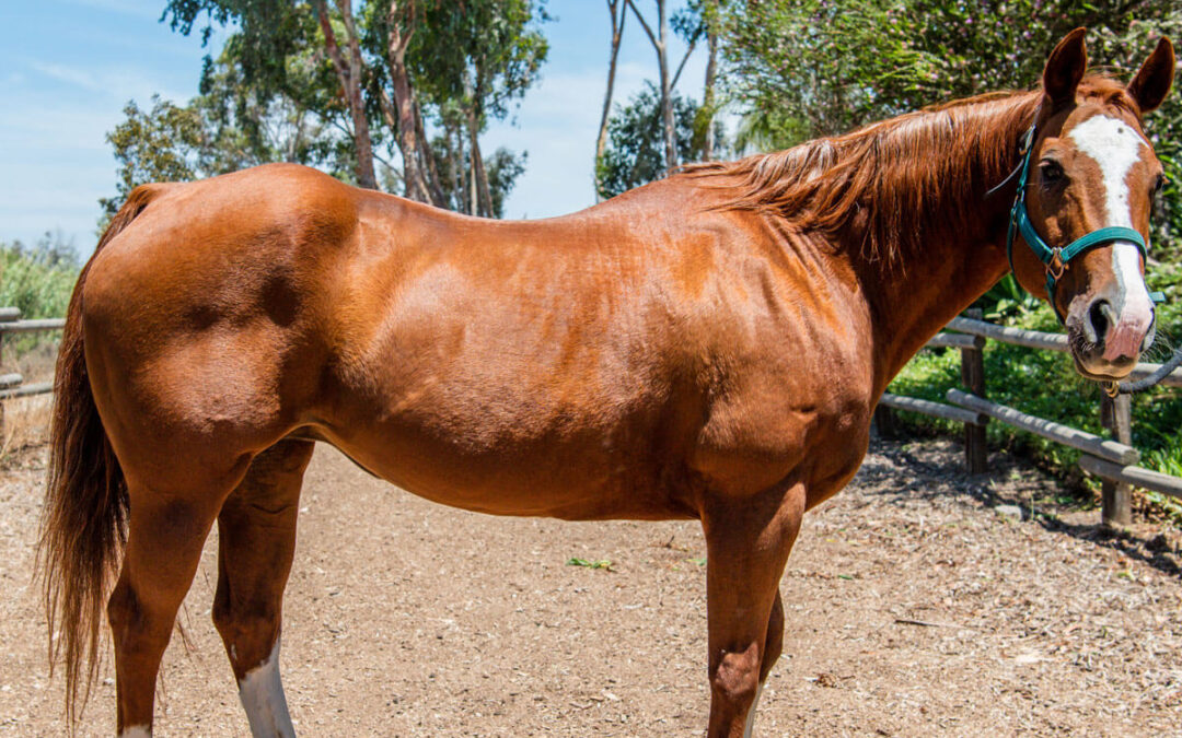 Horse Update: Mississippi