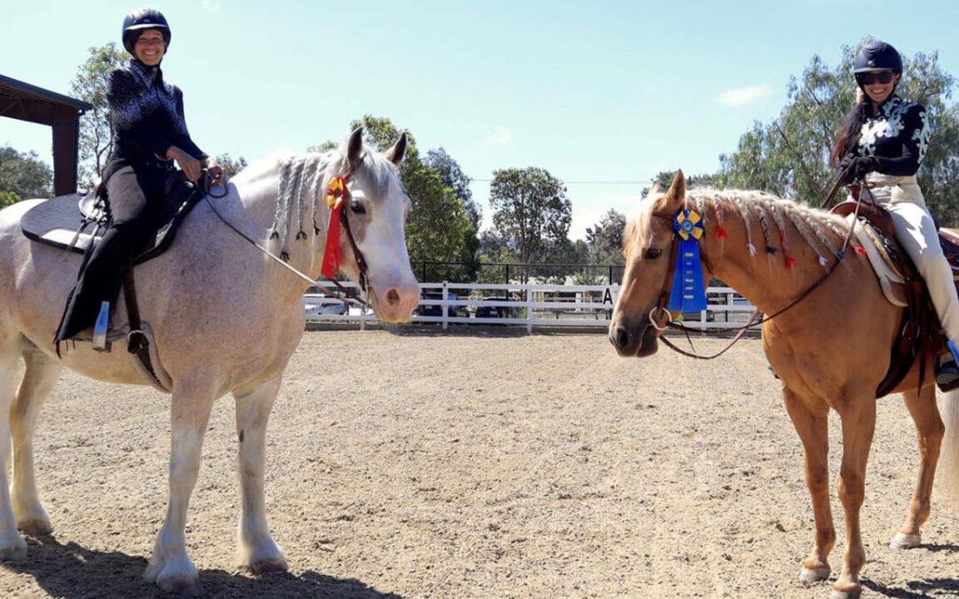 Shea Horses in Western Dressage Competition