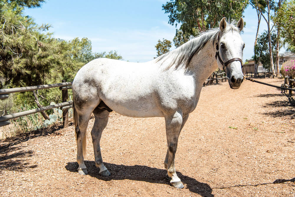 Welcome to the Herd: Cap’n Jack
