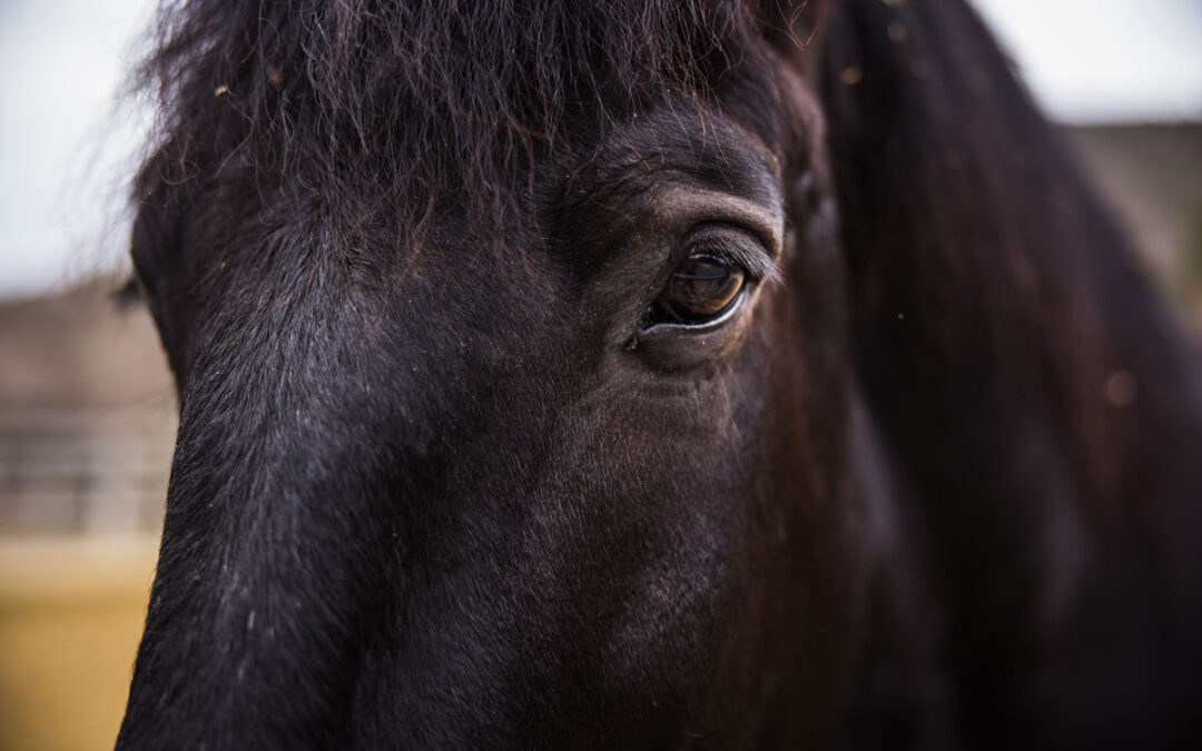 4 Facts About Horses’ Vision