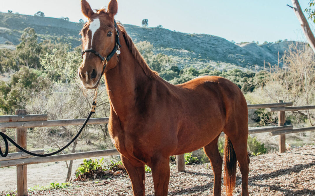 Therapy Horse Spotlight: Easy