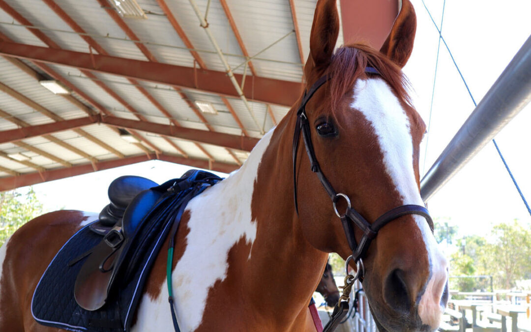 Therapy Horse Bio: Meet Oakley