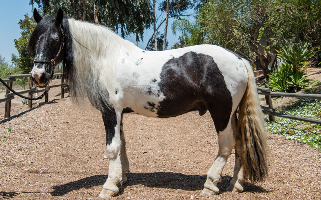 Therapy Horse Bio: Meet Braveheart