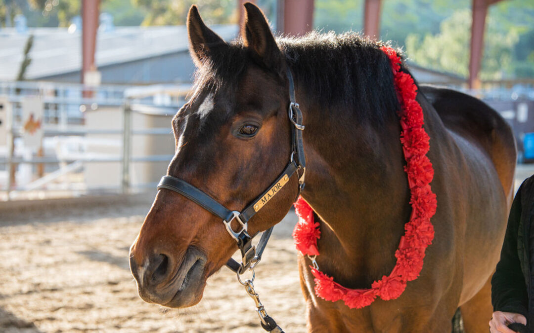Therapy Horse Bio: Meet Major