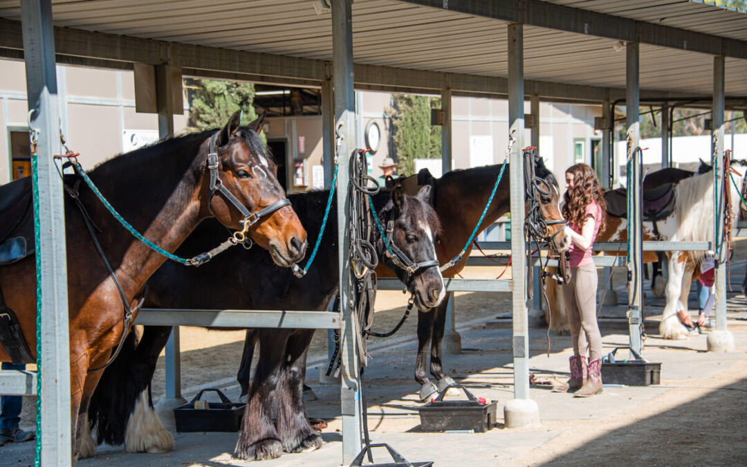 4 Methods Used to Deter Flies in the Barn