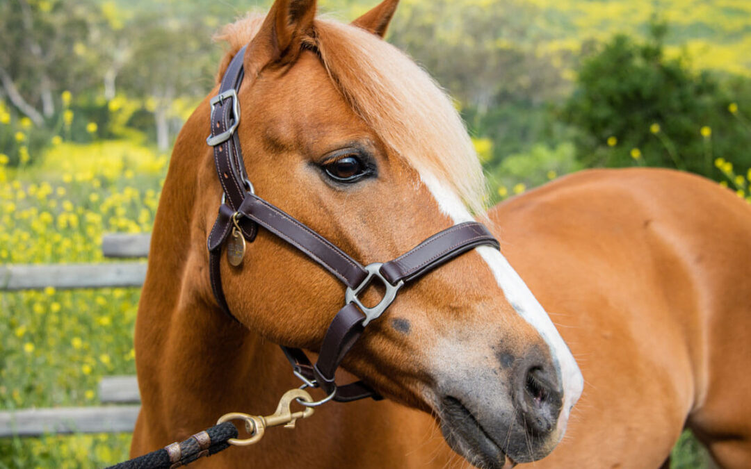Therapy Horse Bio: Meet Ginger