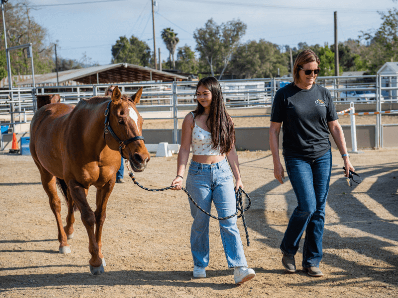 Mental Health Equine Therapy Horse