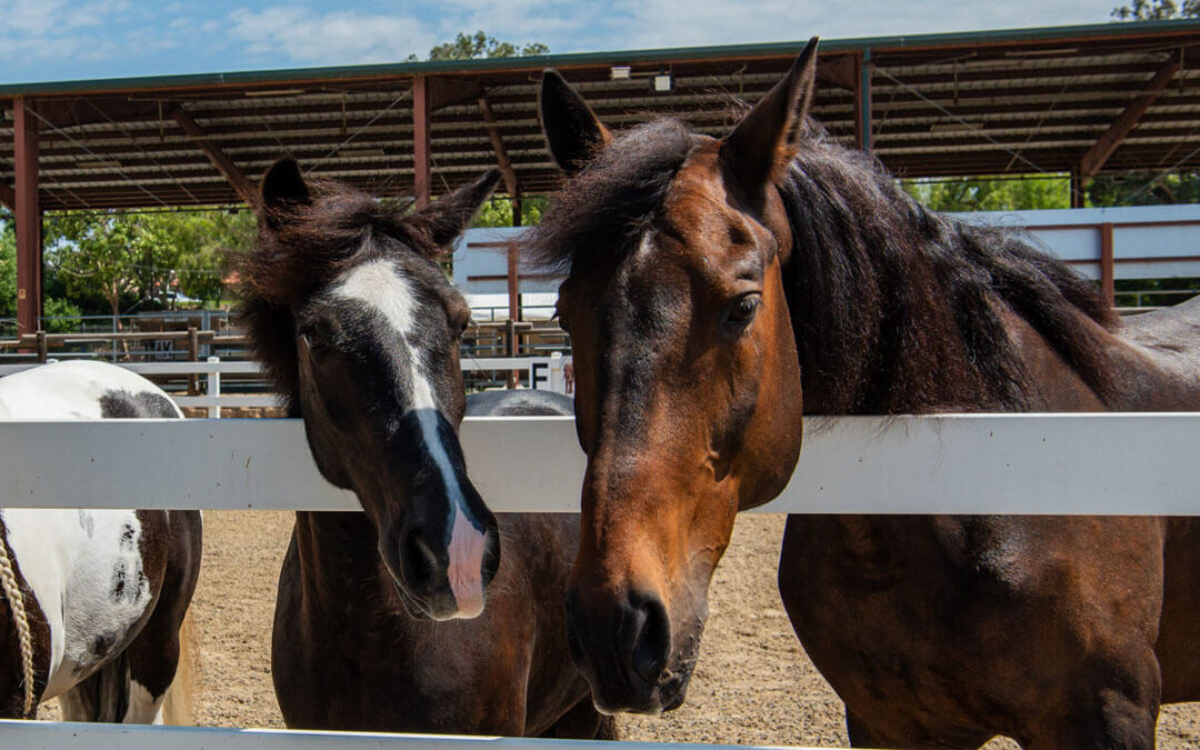 Shea Horses Needing Sponsorship