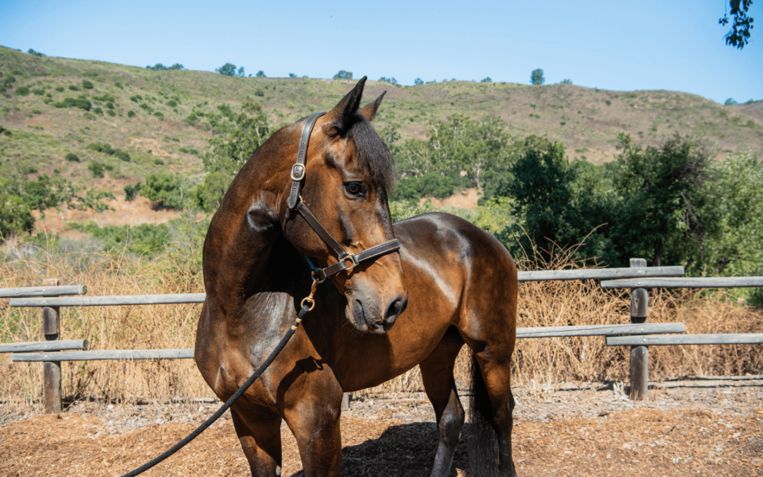 Therapy Horse Bio: Meet Jericho