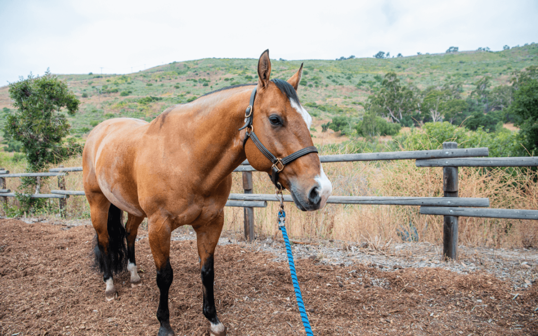 Therapy Horse Bio: Meet Sage