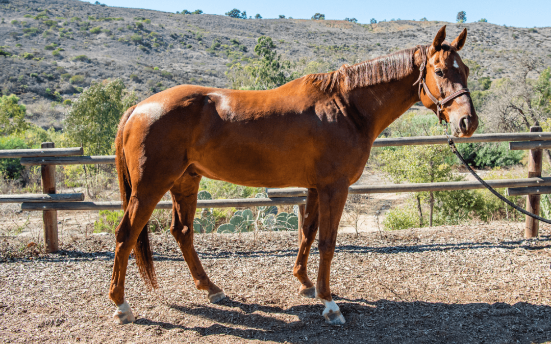Therapy Horse Bio: Meet Sunny