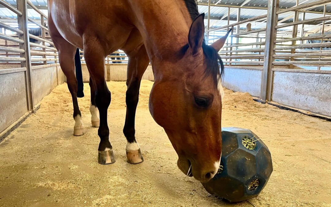 What is the Purpose of Hay Balls?