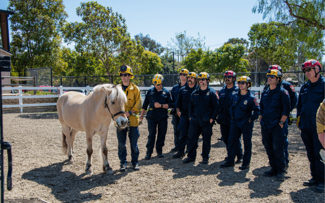 OC Firefighters Learn Horse Rescue Techniques