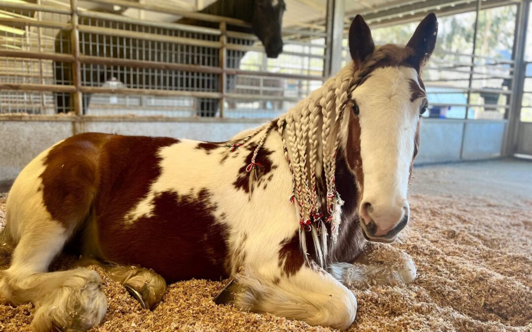 Why Horses Get Monthly Hair Trims