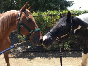A chestnut horse with a green halter and a black and white horse with a black halter touch noses affectionately, standing outside near a fence with greenery in the background.