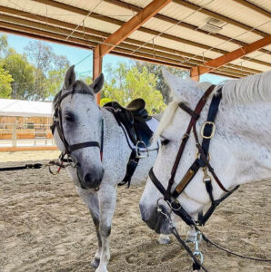 Two white horses with saddles and bridles stand close together in a covered arena at Shea Center, with trees and fencing visible in the background.