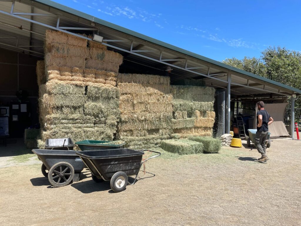 A large stack of hay bales is stored under a metal roof at Shea Center's facilities. Two black wheelbarrows and a green cart are positioned in front, while a man in work clothes walks by.