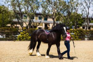 An equestrian guide in a pink shirt and riding helmet leads a large black horse with a white blaze and feathered hooves in an outdoor riding arena. Trees and buildings can be seen in the background.