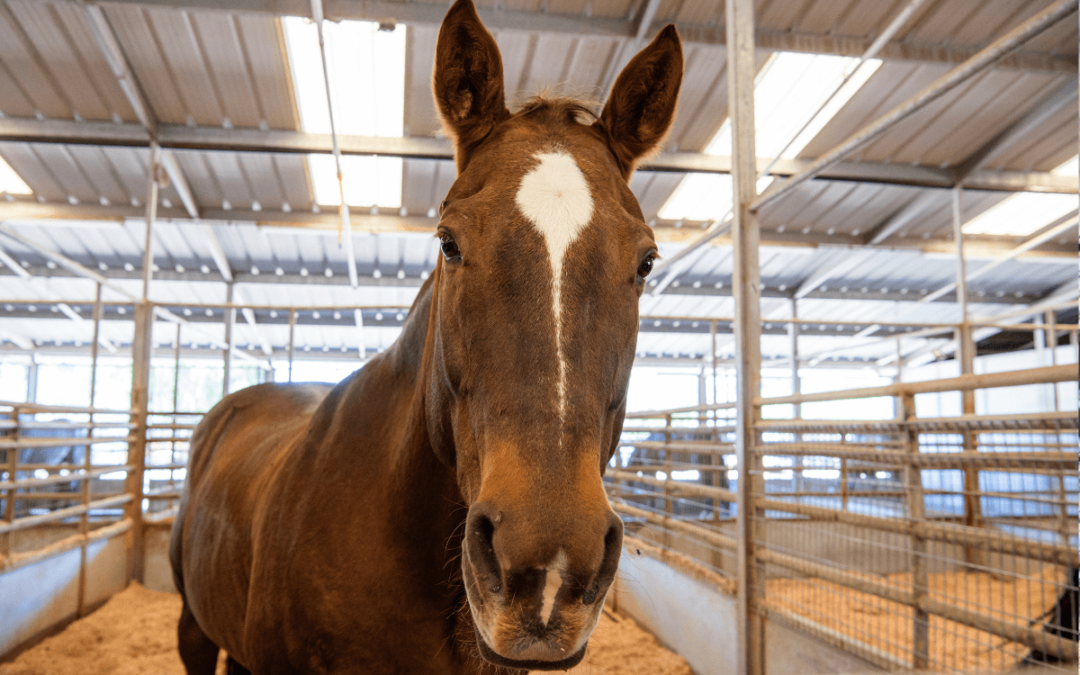 Learn About Horse Anatomy