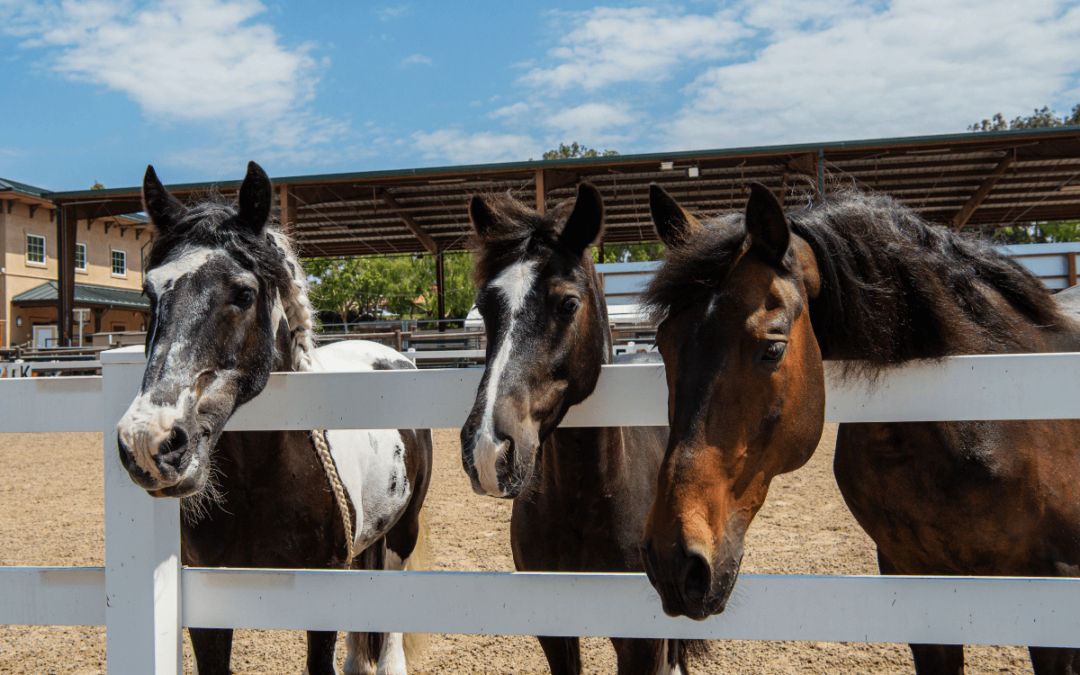 About the Colors and Breeds of Our Herd