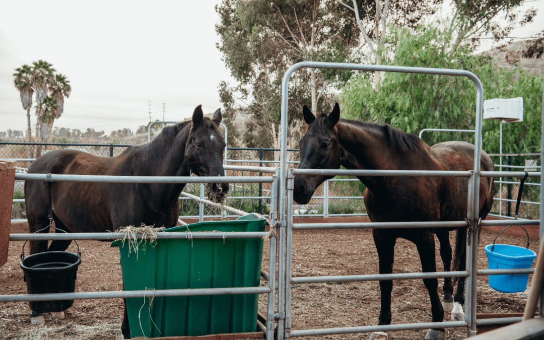 Turn-Out Time in the Sun Pens