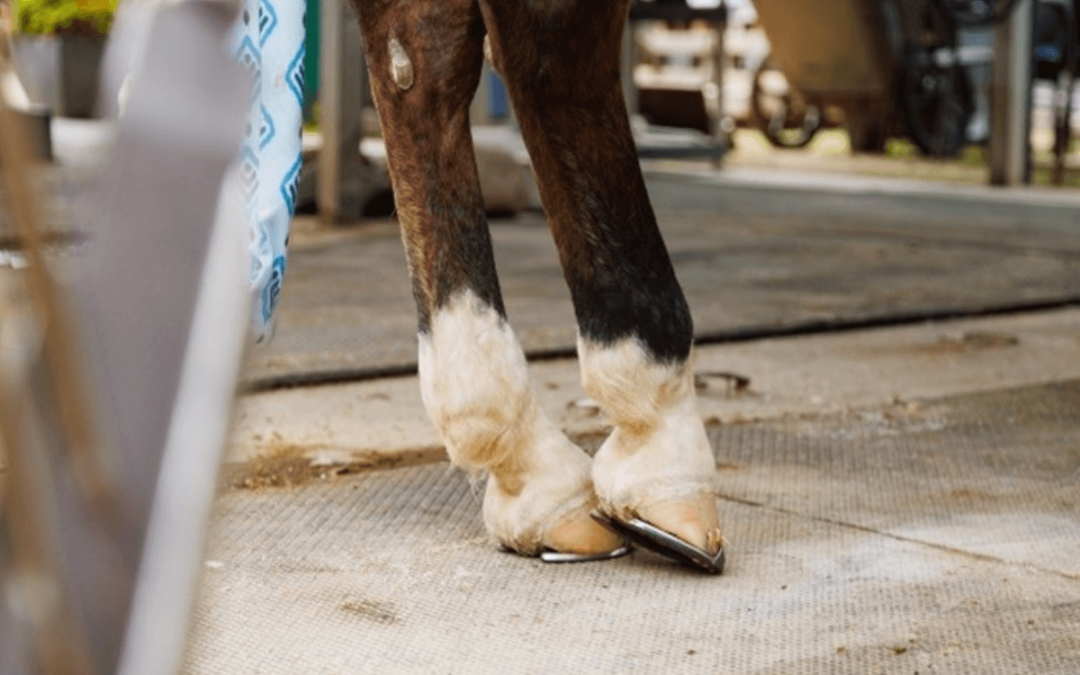 Horseshoes or No Shoes?