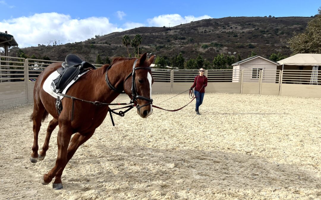 Why We Lunge Using Side Reins