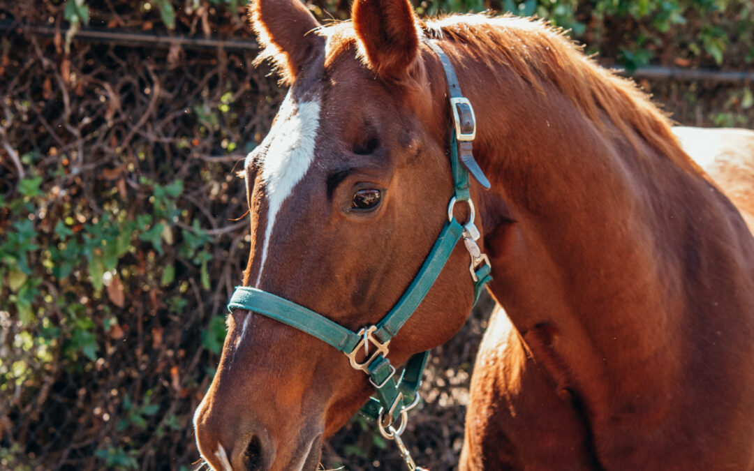 About The Shea Center’s “Staff Only” Horses