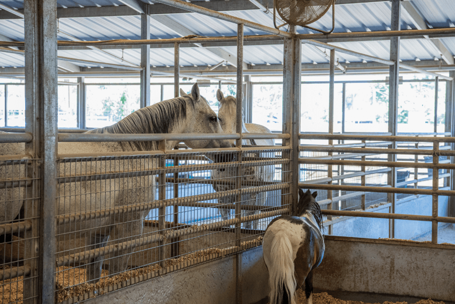 Thank You 2024 Horse Sponsors