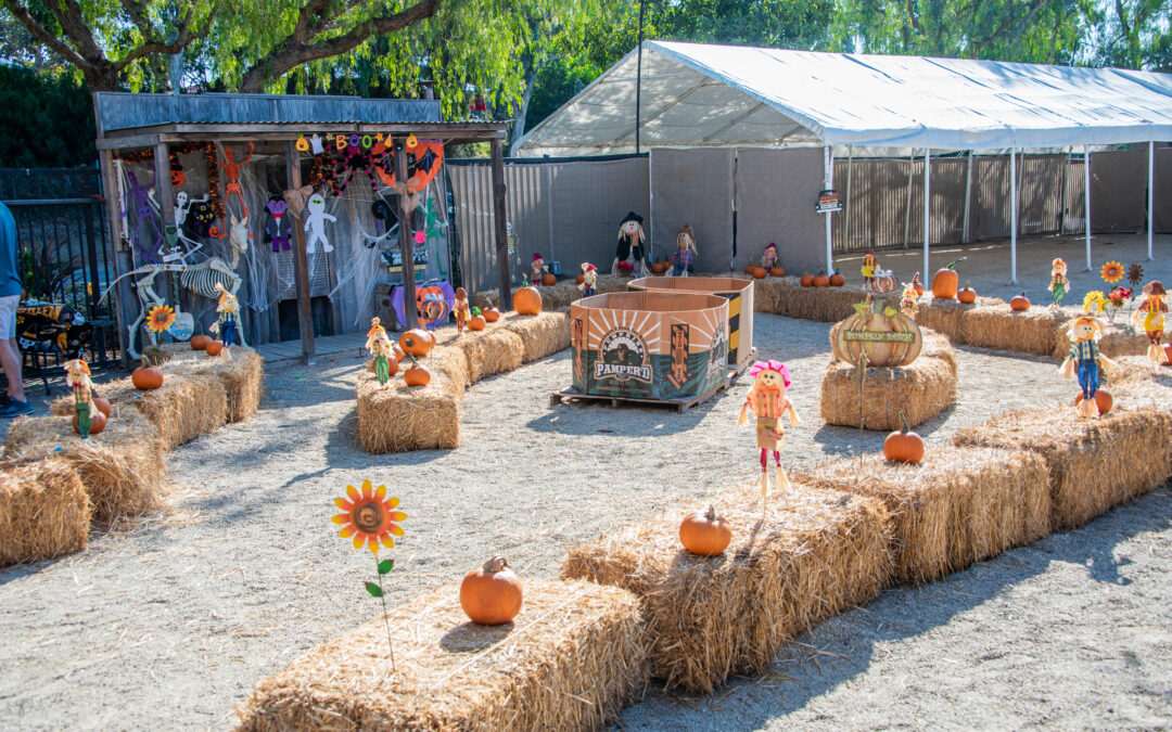 Fall Fun at The Shea Center